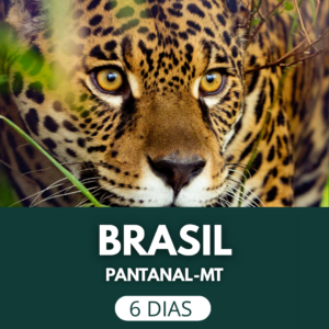 Pantanal: un viaje al corazón de la vida salvaje