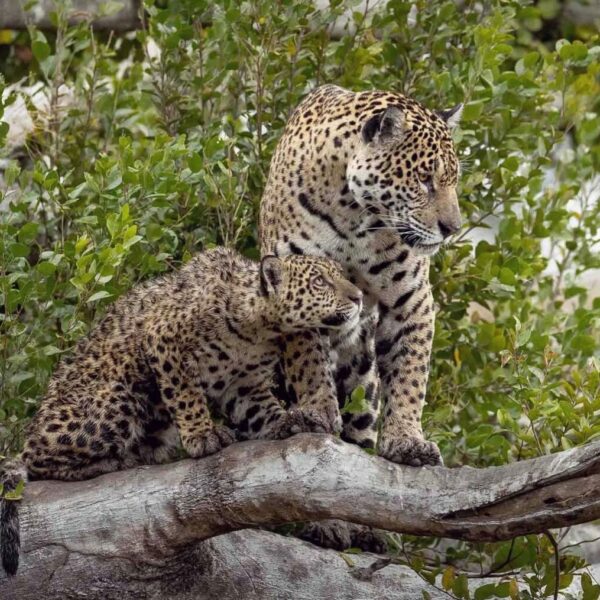 Expedición Jaguar en Brasil