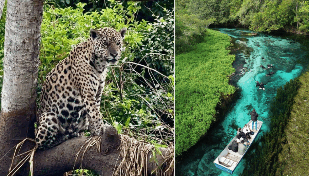 Ecoturismo en Brasil: pantanal y bonito