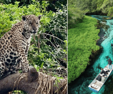 Ecoturismo en Brasil: pantanal y bonito