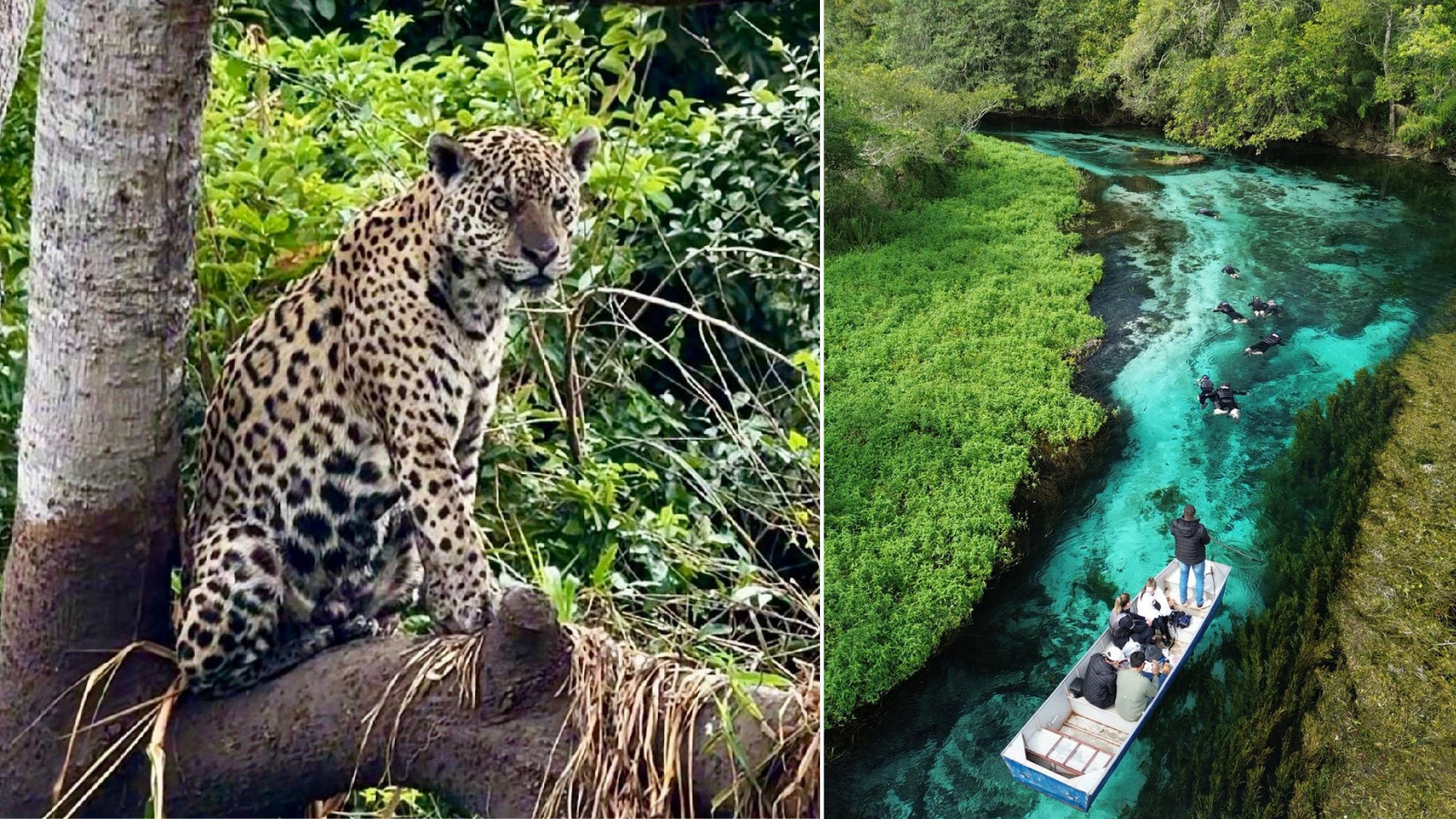 Ecoturismo en Brasil: pantanal y bonito