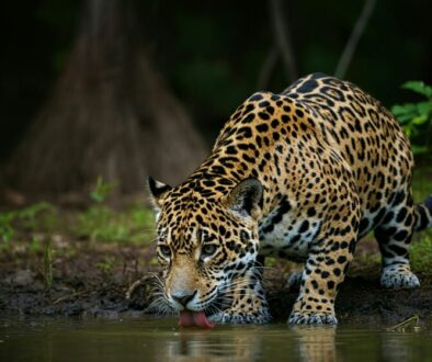 pantanal-ecoturismo-brasil