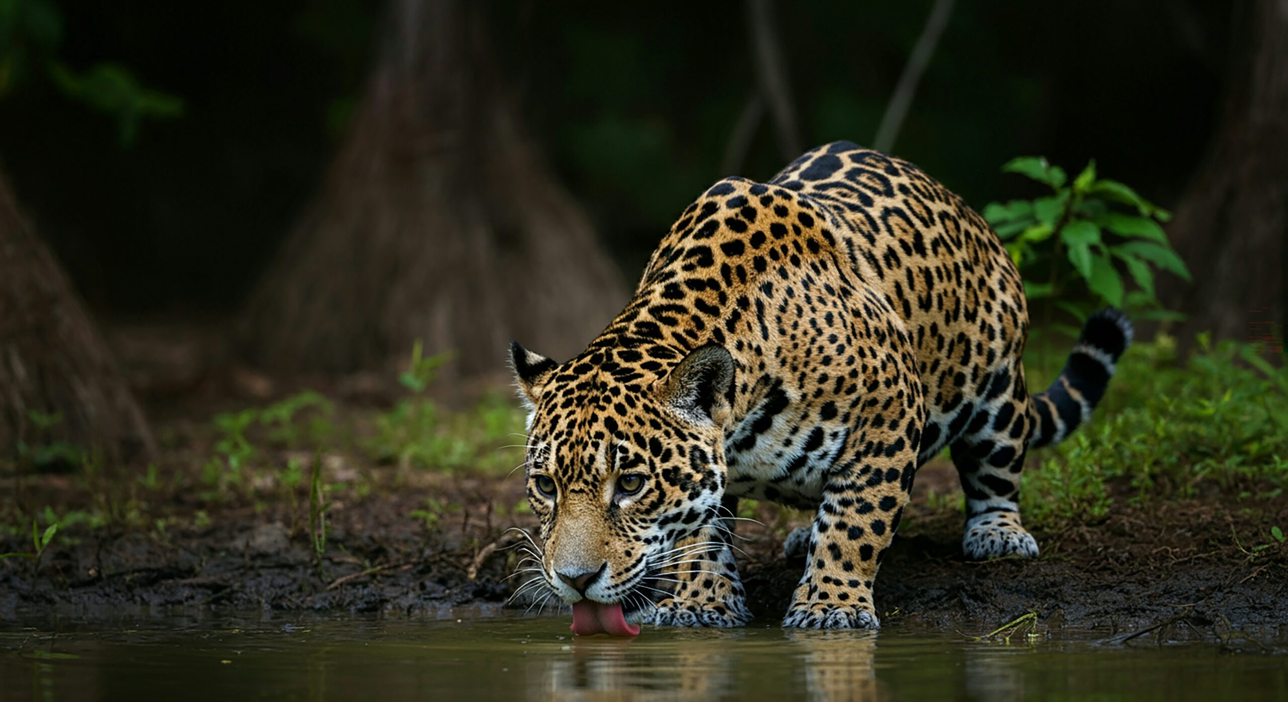 pantanal-ecoturismo-brasil
