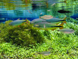 viaje_brasil_ecoturismo